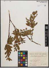 Foto von Salix waldsteiniana Willd.